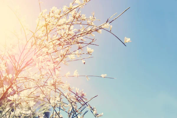 Afbeelding van het prachtige witte bloemen en blauwe hemel. — Stockfoto