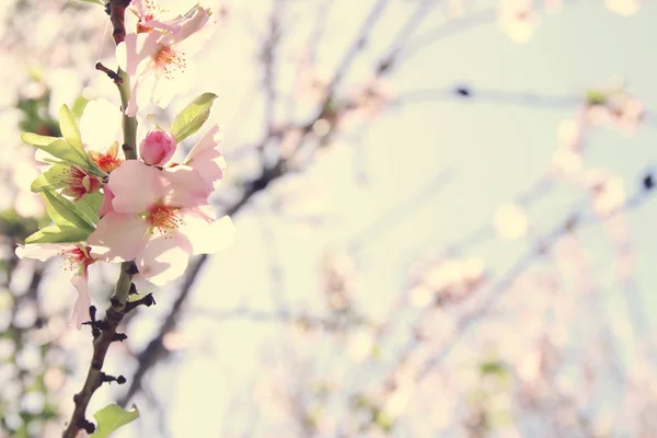 봄의 흰 벚꽃 나무 배경. 선택적 초점. — 스톡 사진