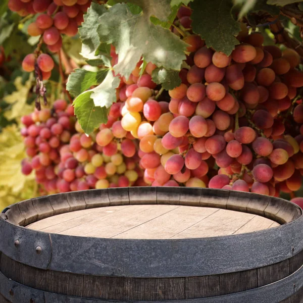 Image of old oak wine barrel in front of wine yard landscape. Useful for product display montage. — Stock Photo, Image