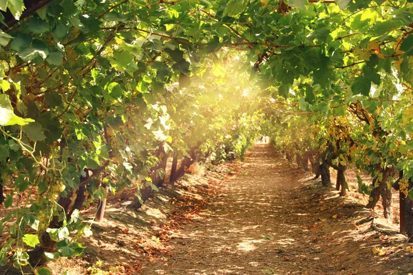 Paisagem vinícola com uvas maduras à luz do sol . — Fotografia de Stock