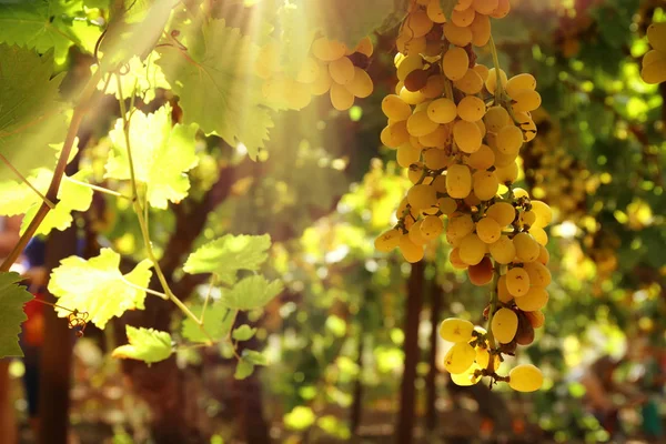 Paisaje del viñedo con uvas maduras a la luz del sol . — Foto de Stock
