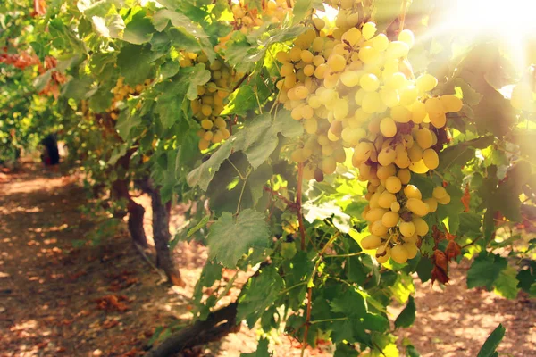Winnica krajobraz z dojrzałych winogron o światło słoneczne. — Zdjęcie stockowe