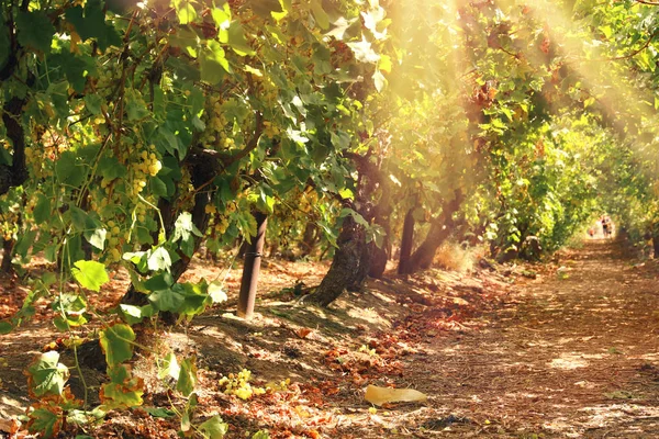Vinmark landskab med modne druer ved sollys . - Stock-foto