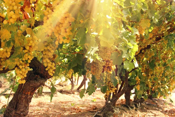 Paisaje del viñedo con uvas maduras a la luz del sol . — Foto de Stock