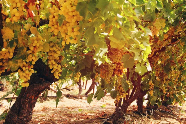Wijngaard landschap met rijpe druiven bij zonlicht. — Stockfoto