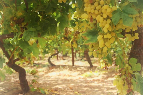 Paisagem vinícola com uvas maduras à luz do sol . — Fotografia de Stock