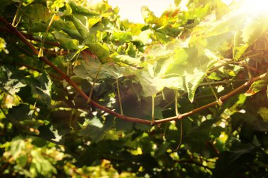 Güneş ışığı, olgun üzüm, üzüm bağı yatay.