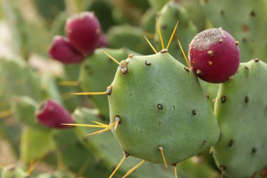 Görüntüyü yeşil İbrani kaktüs.
