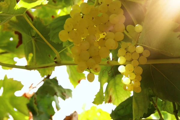 Paisagem vinícola com uvas maduras à luz do sol . — Fotografia de Stock