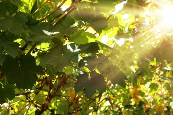 Vinice na šířku s zralých hroznů na sluneční světlo. — Stock fotografie