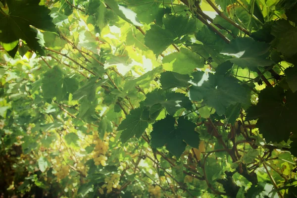 Weinlandschaft mit reifen Trauben bei Sonnenlicht. — Stockfoto