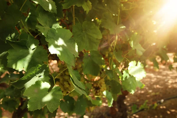 Paisagem vinícola com uvas maduras à luz do sol . — Fotografia de Stock
