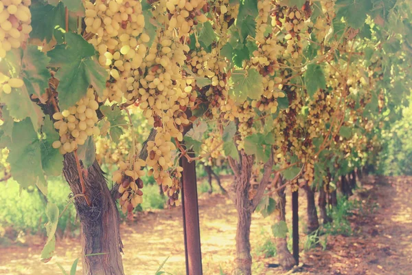 Vineyard landscape with ripe grapes at sunlight. — Stock Photo, Image