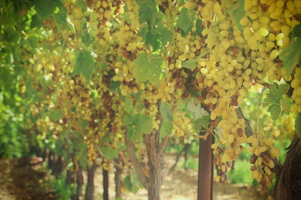 Paesaggio viticolo con uve mature alla luce del sole . — Foto Stock