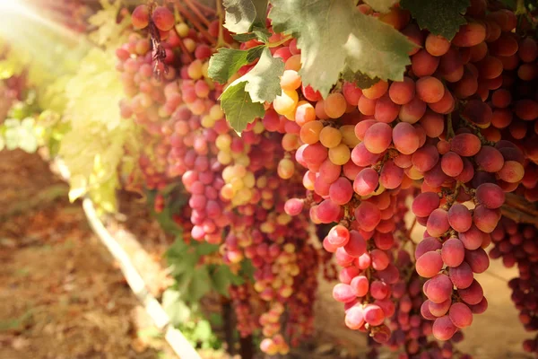 Paisaje del viñedo con uvas maduras a la luz del sol . — Foto de Stock