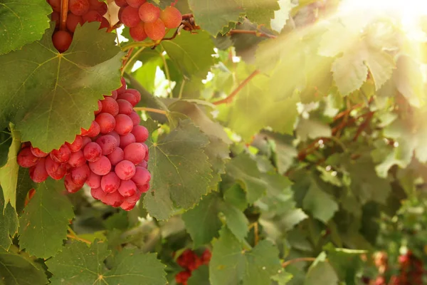 Vineyard landscape with ripe grapes at sunlight. — Stock Photo, Image