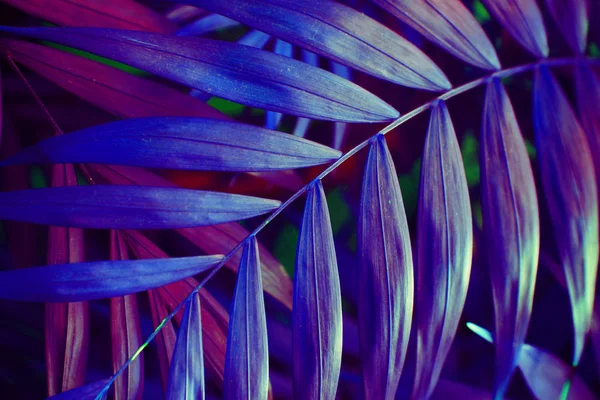 Ultra Violet background effect made of tropical palm leaves. — Stock Photo, Image