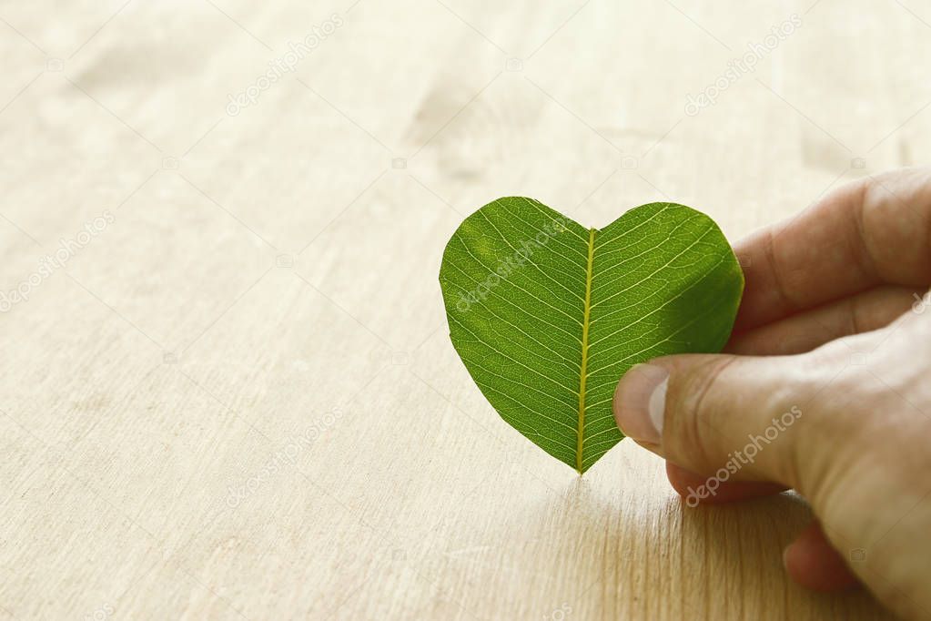 man hand holding Heart Shape Green Leaf, Earth day concept. giving and health concept.