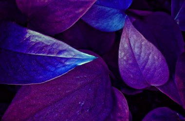 Taze yapraklardan oluşan ultra mor arka plan efekti.