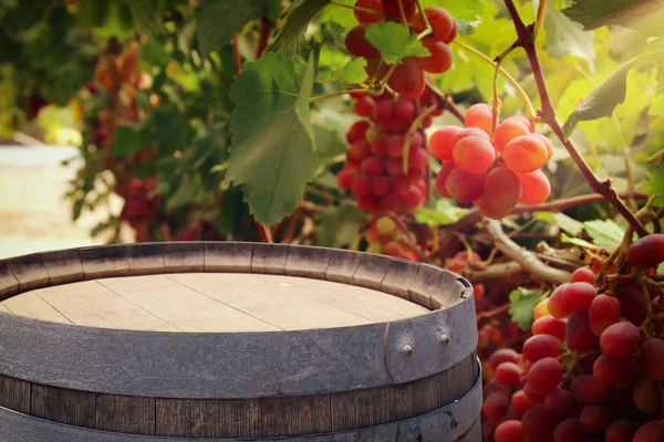 Image of old oak wine barrel in front of wine yard landscape. Useful for product display montage. — Stock Photo, Image