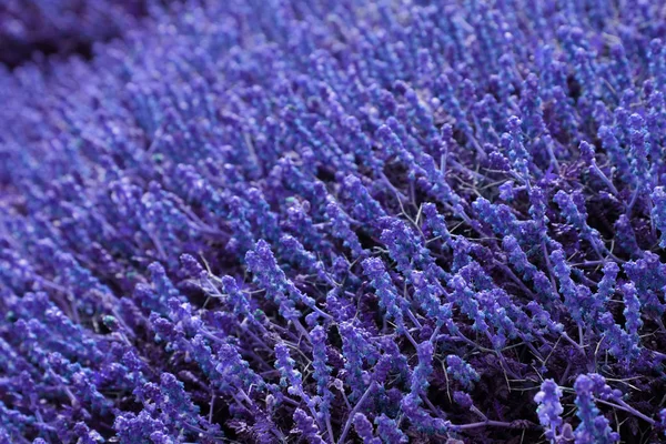 Ultrafiolett bakgrunnseffekt av fersk flora . – stockfoto