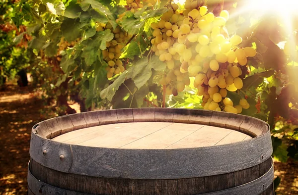 老橡木酒桶葡萄酒院子景观前的图像。用于产品显示蒙太奇. — 图库照片