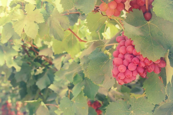 Vineyard landscape with ripe grapes at sunlight. — Stock Photo, Image