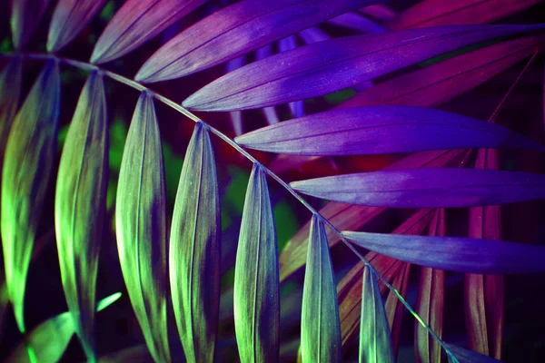Effetto sfondo ultra viola fatto di foglie di palma tropicale . — Foto Stock