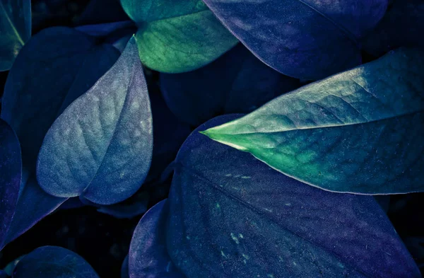 Ultraviolette Hintergrundwirkung aus frischen Blättern. — Stockfoto