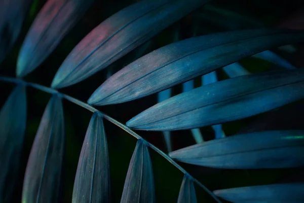 Dunkel türkisfarbener Hintergrundeffekt aus tropischen Palmblättern. — Stockfoto
