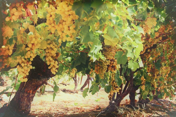 Weinlandschaft mit reifen Trauben bei Sonnenlicht. — Stockfoto