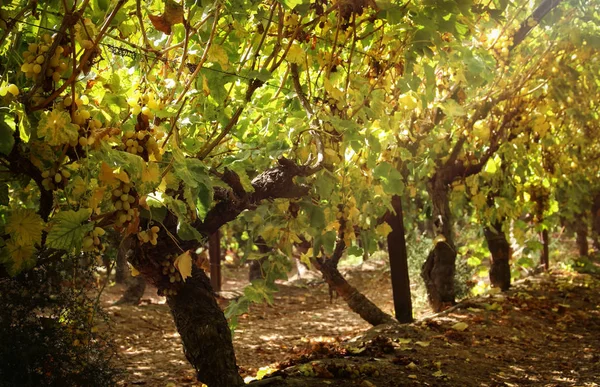 Paisagem vinícola com uvas maduras à luz do sol . — Fotografia de Stock