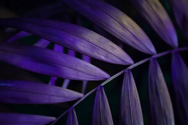 Ultraviolette Hintergrundwirkung aus tropischen Palmblättern. — Stockfoto
