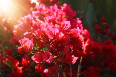 çiçek açan bir görüntü kırmızı ougainvillea çiçek.