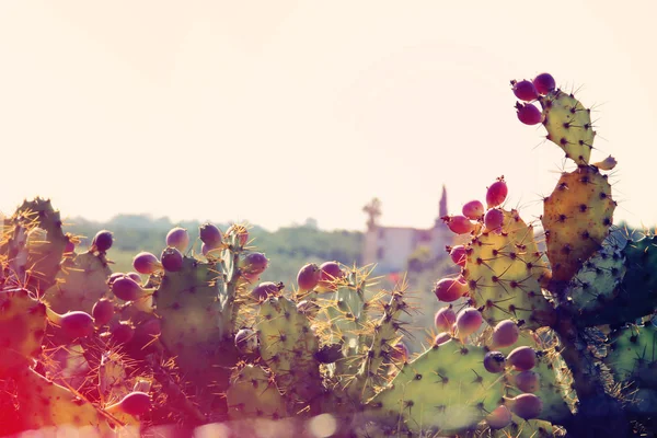 Imagen de cactus sabras verdes . — Foto de Stock