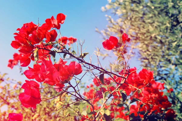 Bilden av blommande röd ougainvillea blommor. — Stockfoto