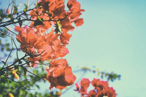 Imagem de flores de ougainvillea vermelho florescendo . — Fotografia de Stock