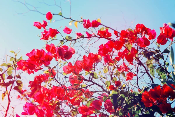 Bilden av blommande röd ougainvillea blommor. — Stockfoto