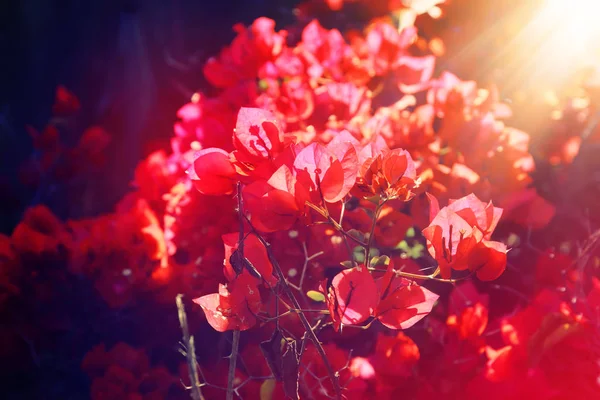 Bilden av blommande röd ougainvillea blommor. — Stockfoto