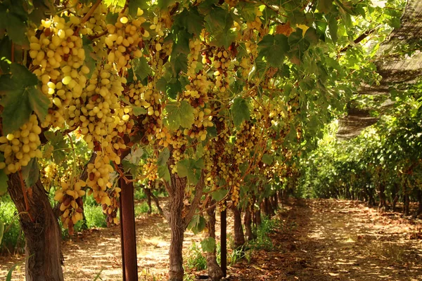 Paisagem vinícola com uvas maduras à luz do sol . — Fotografia de Stock