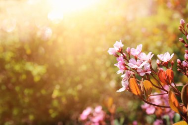 arka plan bahar çiçekleri. seçici odak.