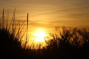 görüntü günbatımı ve sazlık silueti