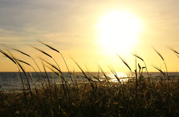 Hintergrund von Strand und Meer mit Weizenfeld bei Sonnenuntergang Farben. — Stockfoto