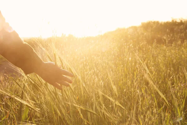 Närbild på en kvinnas hand att vidröra gyllene gräs under solnedgången. — Stockfoto