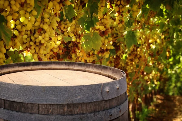 Image of old oak wine barrel in front of wine yard landscape. Useful for product display montage. — Stock Photo, Image
