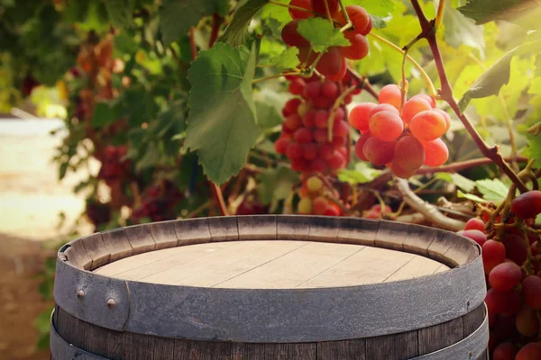 Image of old oak wine barrel in front of wine yard landscape. Useful for product display montage. — Stock Photo, Image