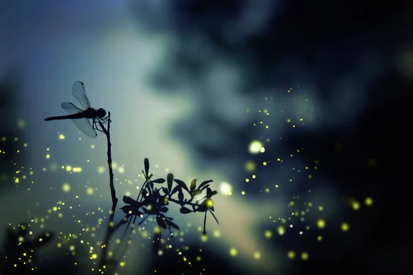 Imagem abstrata e mágica da silhueta libélula e Firefly f — Fotografia de Stock