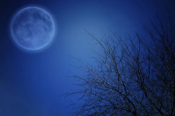 Surreales Fantasiekonzept - Vollmond und Äste am Nachthimmel? — Stockfoto