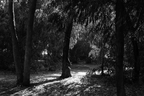 抽象的黑色和白色树木，在森林景观. — 图库照片