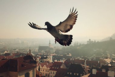 Prag manzarası, eski çatıların önünde güvercin